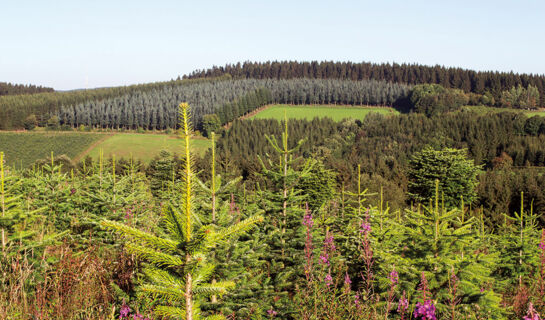 LANDHOTEL GRIMMEBLICK Winterberg