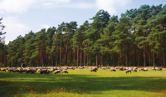 ACHAT HOTEL LÜNEBURGER HEIDE (B&B) Hodenhagen