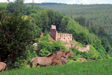 HOTEL GASTHOF ZUR KRONE Oberzent