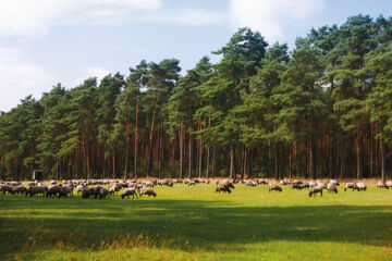 ACHAT HOTEL LÜNEBURGER HEIDE (B&B) Hodenhagen